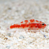 Trimma Rubromaculata 1-2 cm